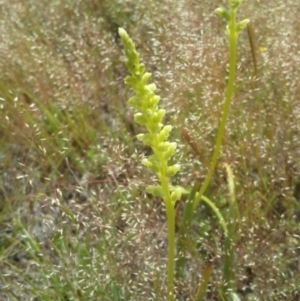 Microtis sp. at Gungahlin, ACT - suppressed