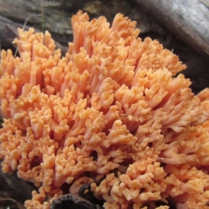 Ramaria sp. (genus) at Mount Clear, ACT - 2 May 2014 11:42 AM