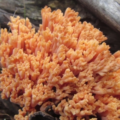 Ramaria sp. (A Coral fungus) at Mount Clear, ACT - 2 May 2014 by JoshMulvaney