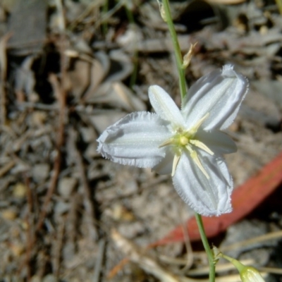 Arthropodium fimbriatum (Nodding Chocolate Lily) at Farrer Ridge - 9 Nov 2014 by julielindner