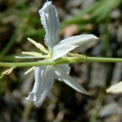 Arthropodium fimbriatum at Farrer, ACT - 10 Nov 2014