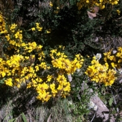 Bossiaea foliosa (Leafy Bossiaea) at Cotter River, ACT - 8 Nov 2014 by jeremyahagan