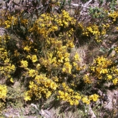 Bossiaea foliosa at Cotter River, ACT - 9 Nov 2014