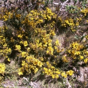 Bossiaea foliosa at Cotter River, ACT - 9 Nov 2014