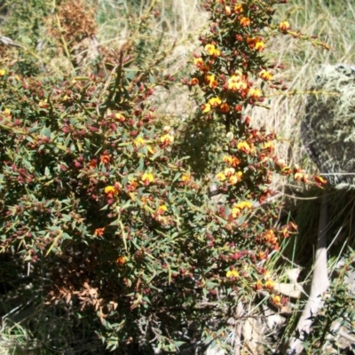 Daviesia ulicifolia (Gorse Bitter-pea) at Cotter River, ACT - 8 Nov 2014 by jeremyahagan