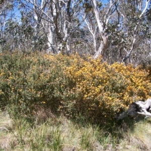 Oxylobium ellipticum at Cotter River, ACT - 9 Nov 2014 09:59 AM