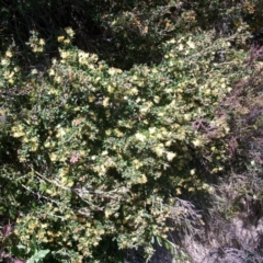 Phebalium squamulosum subsp. ozothamnoides at Cotter River, ACT - 9 Nov 2014