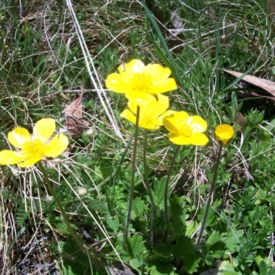 Ranunculus graniticola (Granite Buttercup) at Cotter River, ACT - 9 Nov 2014 by jeremyahagan