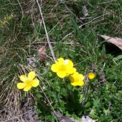 Ranunculus graniticola at Cotter River, ACT - 9 Nov 2014 11:21 AM