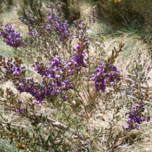 Hovea montana at Cotter River, ACT - 9 Nov 2014