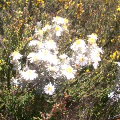 Olearia brevipedunculata (Dusty Daisy Bush) at Cotter River, ACT - 9 Nov 2014 by jeremyahagan