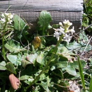 Stackhousia monogyna at Cotter River, ACT - 9 Nov 2014 12:54 PM