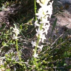 Stackhousia monogyna at Cotter River, ACT - 9 Nov 2014 12:54 PM