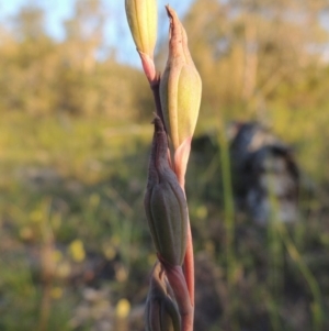 Thelymitra sp. at Conder, ACT - 30 Oct 2014