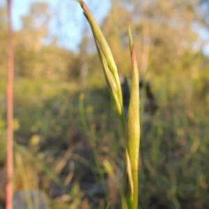 Diuris dendrobioides at suppressed - 30 Oct 2014