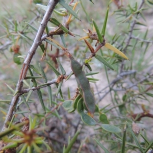 Acacia ulicifolia at Conder, ACT - 30 Oct 2014 07:23 PM