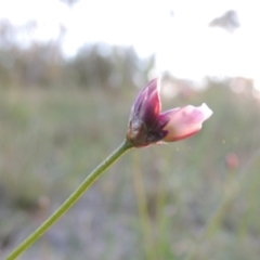 Laxmannia gracilis (Slender Wire Lily) at Tuggeranong Hill - 30 Oct 2014 by michaelb