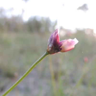 Laxmannia gracilis (Slender Wire Lily) at Conder, ACT - 30 Oct 2014 by michaelb