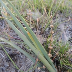 Lomandra multiflora (Many-flowered Matrush) at Conder, ACT - 30 Oct 2014 by michaelb