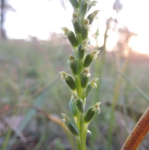 Microtis parviflora at Conder, ACT - 30 Oct 2014