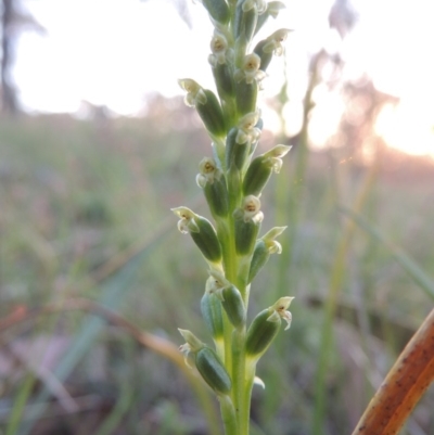 Microtis parviflora (Slender Onion Orchid) at Conder, ACT - 30 Oct 2014 by michaelb