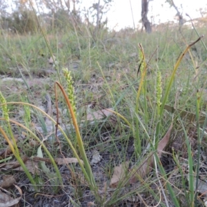 Microtis parviflora at Conder, ACT - 30 Oct 2014