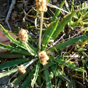 Plantago gaudichaudii at Farrer, ACT - 14 Sep 2014