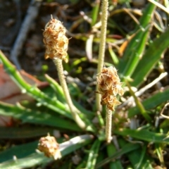 Plantago gaudichaudii at Farrer, ACT - 14 Sep 2014