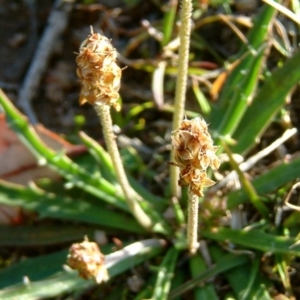 Plantago gaudichaudii at Farrer, ACT - 14 Sep 2014