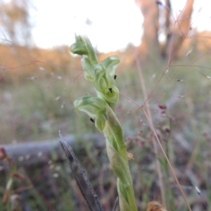 Hymenochilus cycnocephalus at Conder, ACT - suppressed