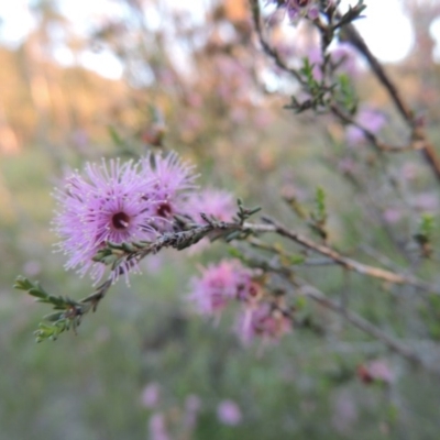 Kunzea parvifolia (Violet Kunzea) at Tuggeranong Hill - 30 Oct 2014 by michaelb