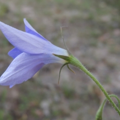 Wahlenbergia stricta subsp. stricta (Tall Bluebell) at Tuggeranong Hill - 30 Oct 2014 by michaelb