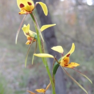 Diuris sulphurea at Conder, ACT - 30 Oct 2014