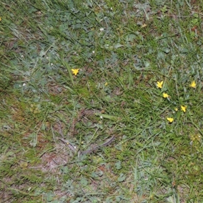 Hypoxis hygrometrica (Golden Weather-grass) at Conder, ACT - 30 Oct 2014 by MichaelBedingfield