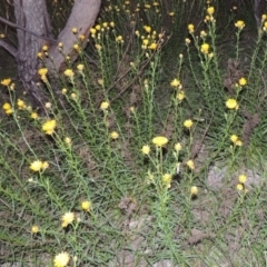 Xerochrysum viscosum (Sticky Everlasting) at Tuggeranong Hill - 30 Oct 2014 by michaelb