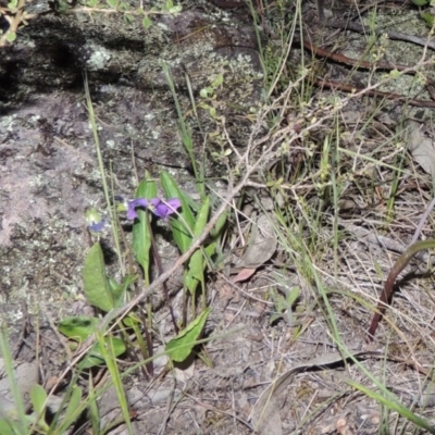 Viola betonicifolia (Mountain Violet) at Conder, ACT - 30 Oct 2014 by MichaelBedingfield