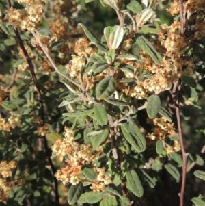 Pomaderris pallida at Greenway, ACT - 1 Nov 2014 06:51 PM