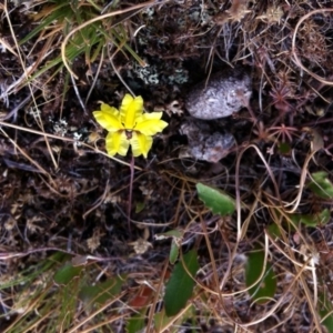 Goodenia hederacea at Gungahlin, ACT - 11 Nov 2014 04:49 PM