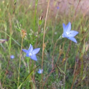 Wahlenbergia sp. at Gungahlin, ACT - 11 Nov 2014