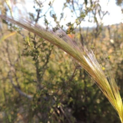 Dichelachne sp. (Plume Grasses) at Greenway, ACT - 1 Nov 2014 by michaelb