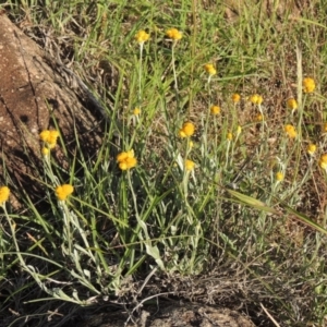 Chrysocephalum apiculatum at Greenway, ACT - 1 Nov 2014