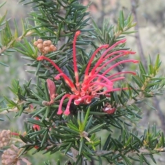 Grevillea juniperina (Grevillea) at Pine Island to Point Hut - 1 Nov 2014 by michaelb