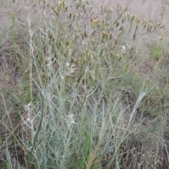 Senecio quadridentatus (Cotton Fireweed) at Pine Island to Point Hut - 1 Nov 2014 by michaelb