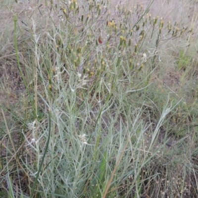 Senecio quadridentatus (Cotton Fireweed) at Pine Island to Point Hut - 1 Nov 2014 by michaelb