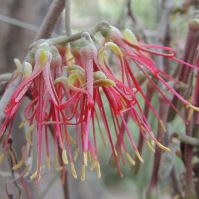 Amyema cambagei (Sheoak Mistletoe) at Bullen Range - 1 Nov 2014 by michaelb