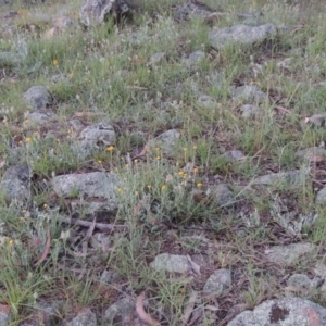 Chrysocephalum apiculatum at Greenway, ACT - 1 Nov 2014