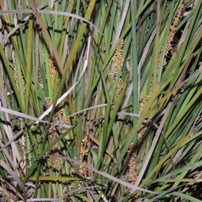 Lomandra longifolia (Spiny-headed Mat-rush, Honey Reed) at Greenway, ACT - 1 Nov 2014 by michaelb
