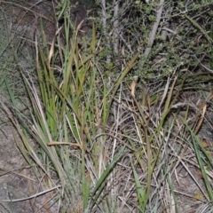Imperata cylindrica (Blady Grass) at Greenway, ACT - 1 Nov 2014 by michaelb