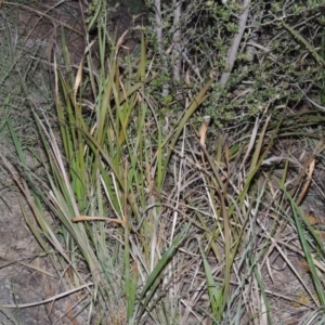 Imperata cylindrica at Greenway, ACT - 1 Nov 2014 08:08 PM