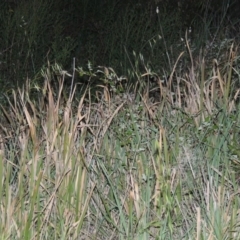 Imperata cylindrica (Blady Grass) at Greenway, ACT - 1 Nov 2014 by michaelb